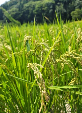 稲刈りの季節がやってきます。